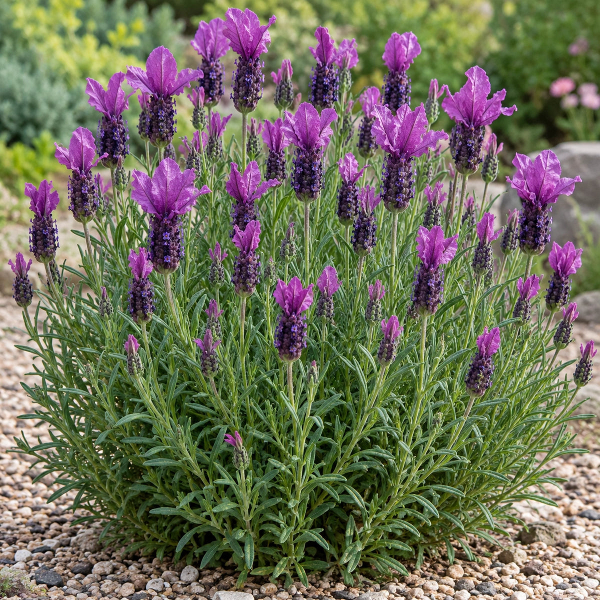 AI-generated illustration of mature La Diva Lush Purple Lavender in bloom; not the size supplied.