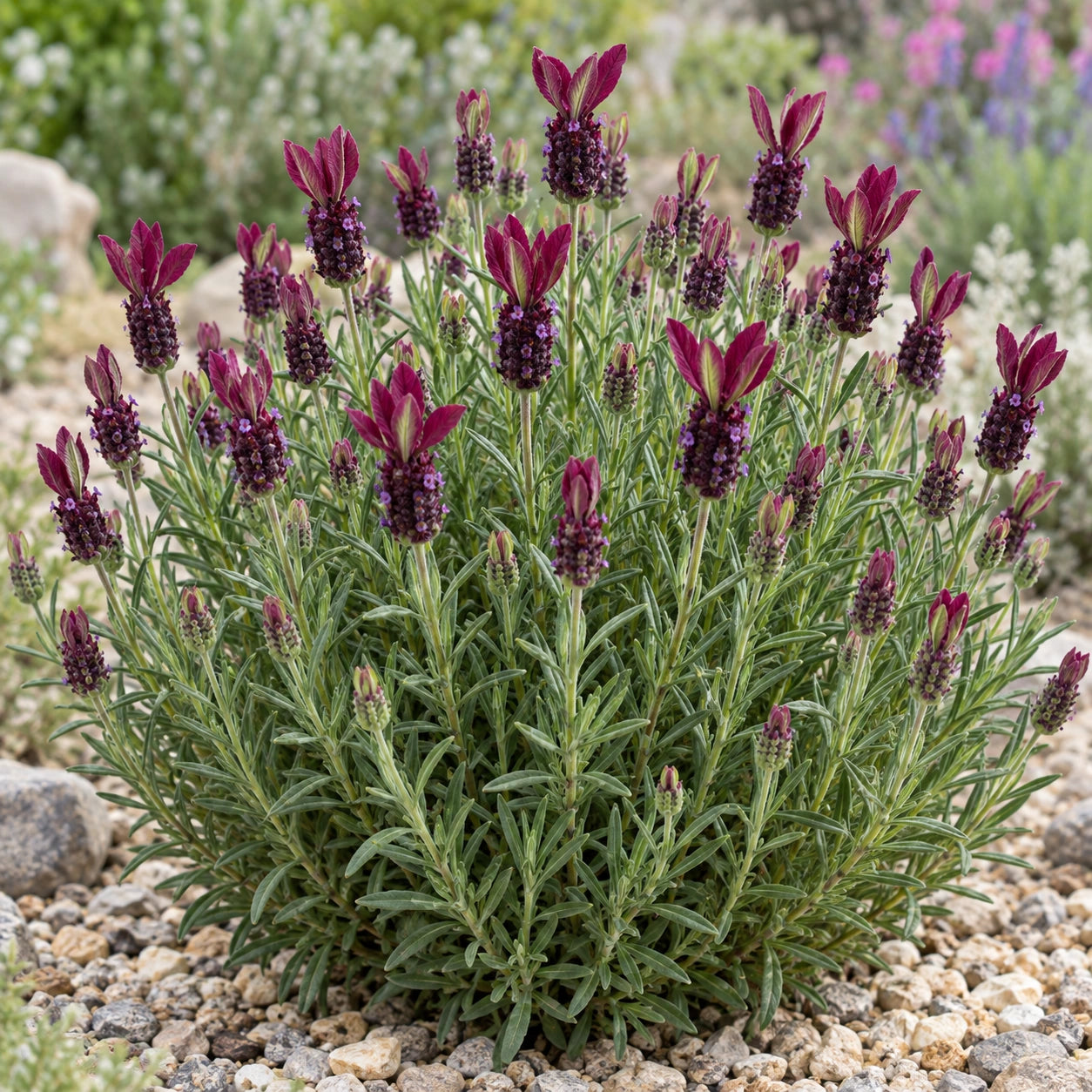 AI-generated illustration of mature La Diva Garnet Rouge Lavender in bloom; not the size supplied.