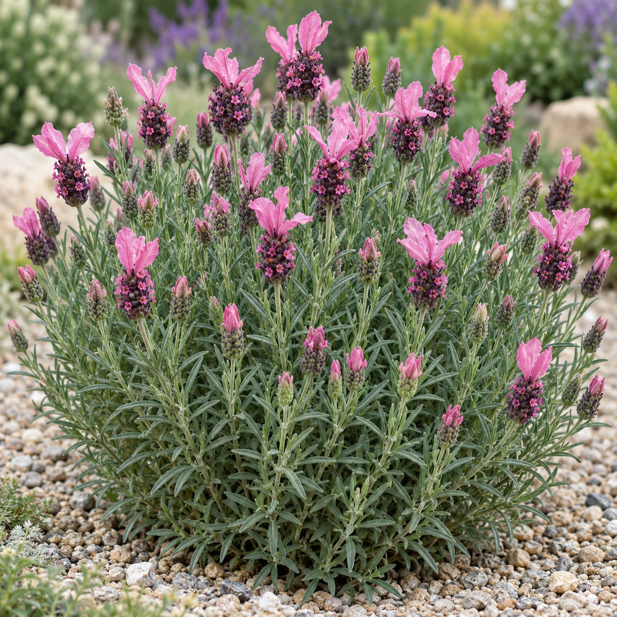 AI-generated illustration of mature La Diva Berry Rosey Lavender in bloom; not the size supplied.