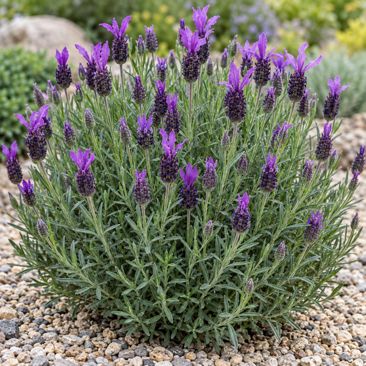 AI-generated illustration of mature La Diva Berry Bountiful Lavender in bloom; not the size supplied.