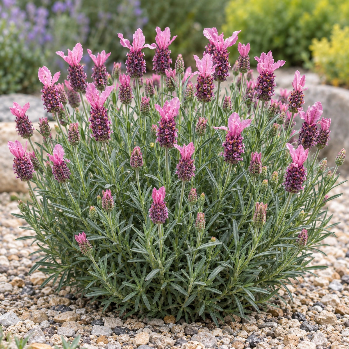 AI-generated illustration of mature La Diva Berry Beautiful Lavender in bloom; not the size supplied.