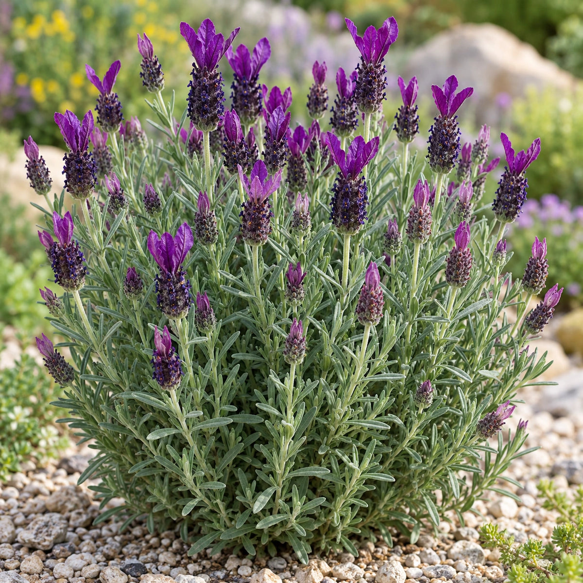 AI-generated illustration of mature LaVela Compact Dark Violet Lavender in bloom; not the size supplied.