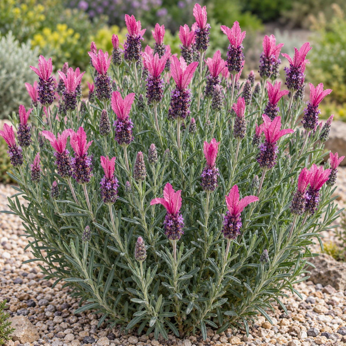 AI-generated illustration of mature Javelin Forte Deep Rose Lavender in bloom; not the size supplied.
