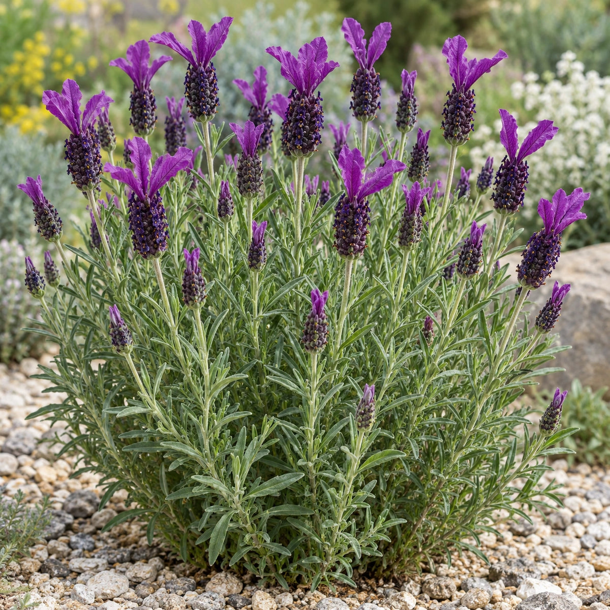 AI-generated illustration of mature Javelin Forte Deep Purple Lavender in bloom; not the size supplied.