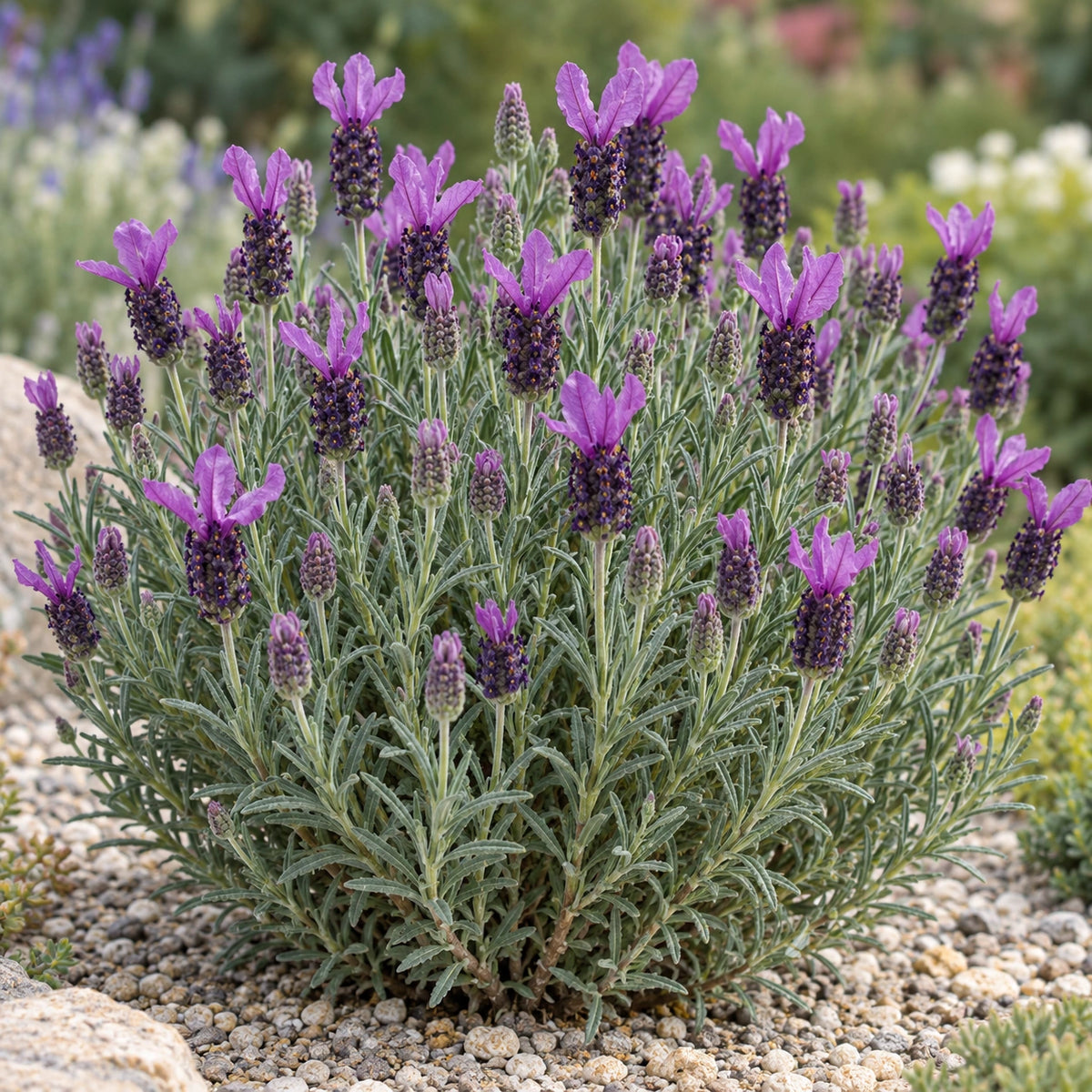 AI-generated illustration of mature Javelin Compact Purple Lavender in bloom; not the size supplied.