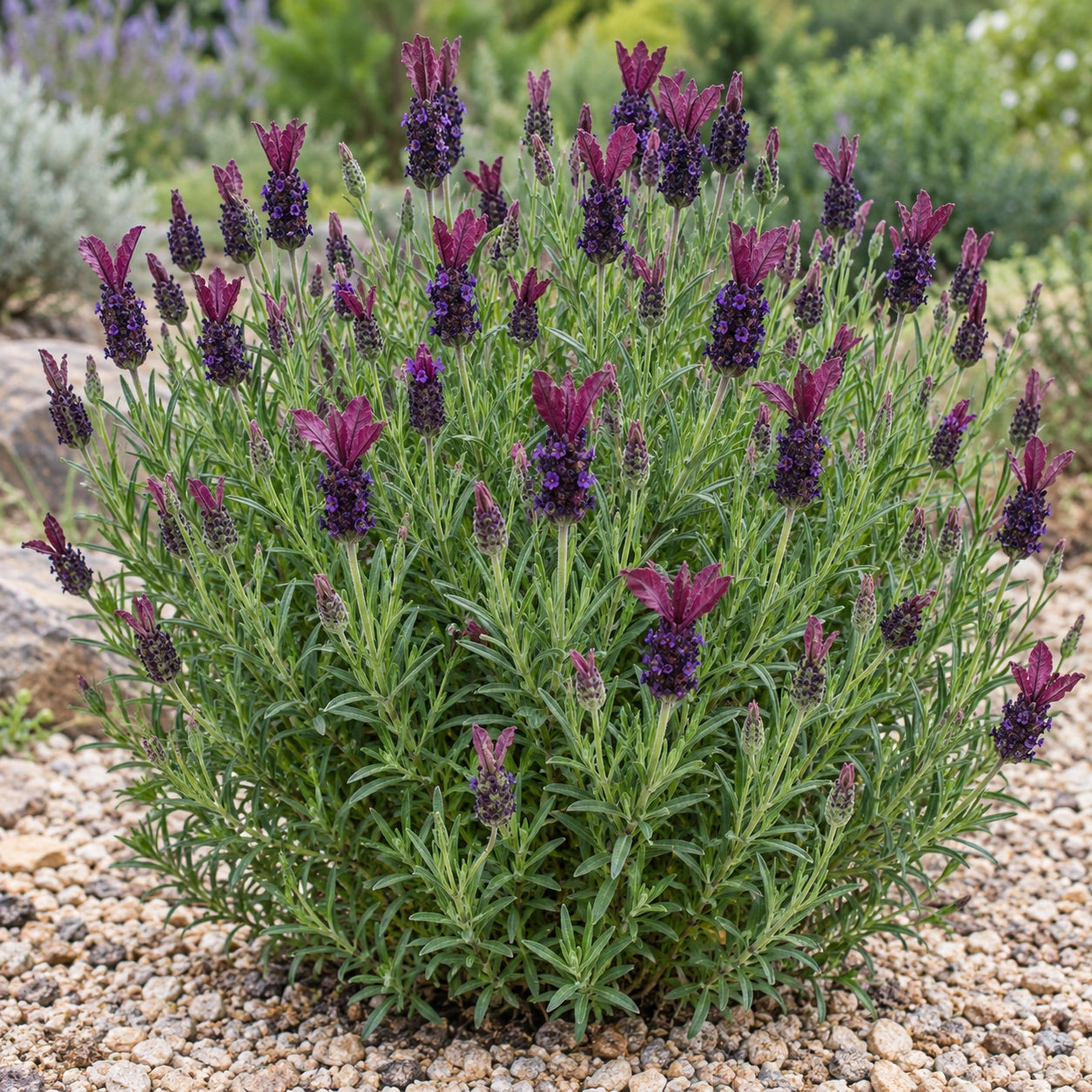 AI-generated illustration of mature Helmsdale Lavender in bloom; not the size supplied.
