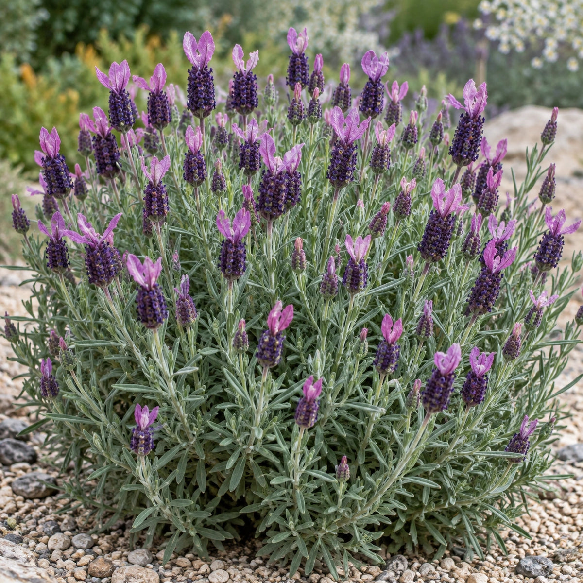 AI-generated illustration of mature Fathead Lavender in bloom; not the size supplied.