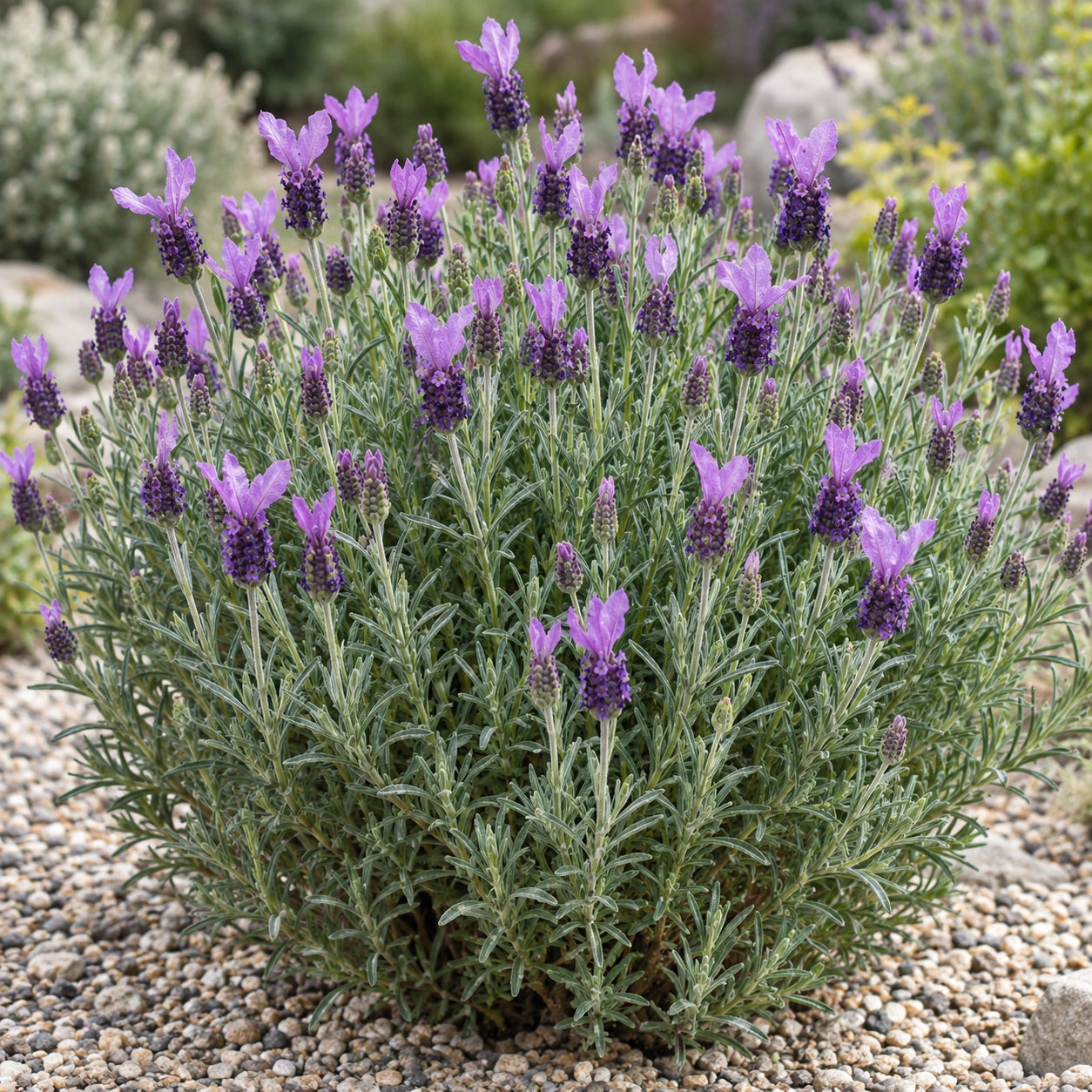 AI-generated illustration of mature Fairy Wings Spellbound Lavender in bloom; not the size supplied.