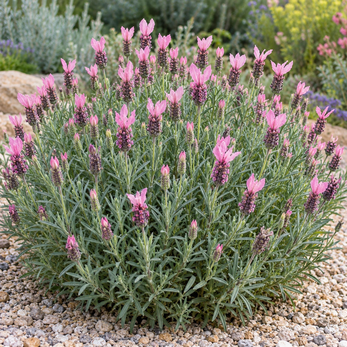 AI-generated illustration of mature Fairy Wings Pink Lavender in bloom; not the size supplied.