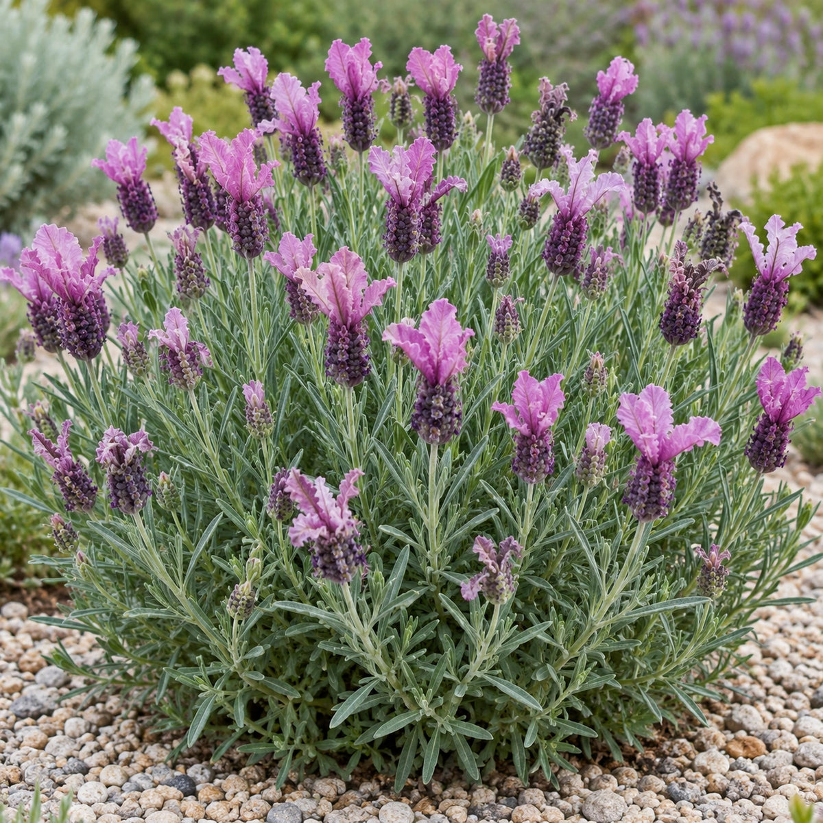 AI-generated illustration of mature Boysenberry Ruffles Lavender in bloom; not the size supplied.