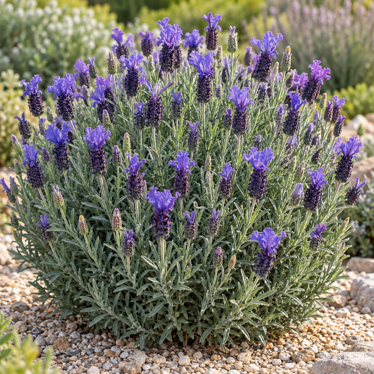 AI-generated illustration of mature Blueberry Ruffles Lavender in bloom; not the size supplied.