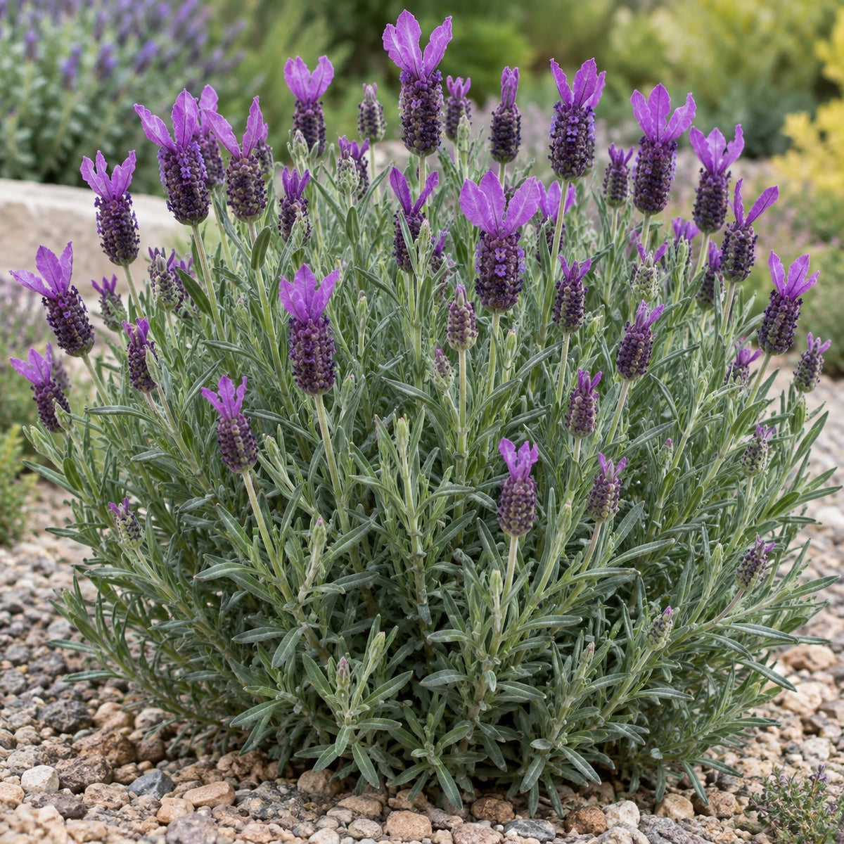 AI-generated illustration of mature Bella Purple Lavender in bloom; not the size supplied.