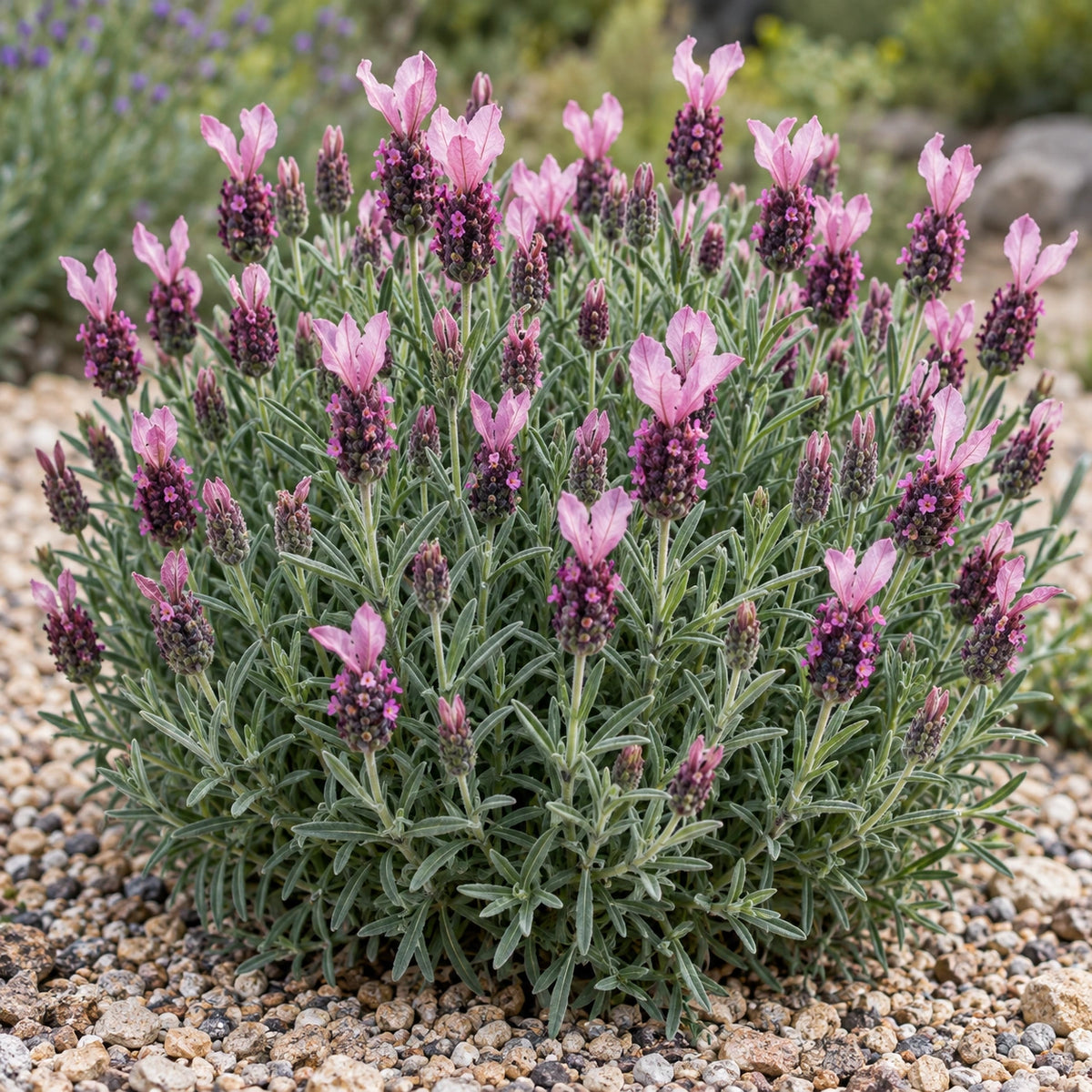 AI-generated illustration of mature Bandera Pink Lavender in bloom; not the size supplied.