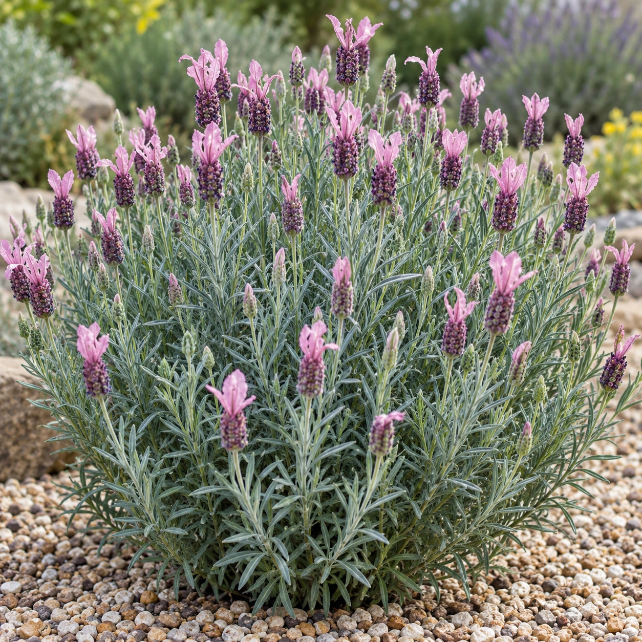 AI-generated illustration of mature Ballerina Lavender in bloom; not the size supplied.