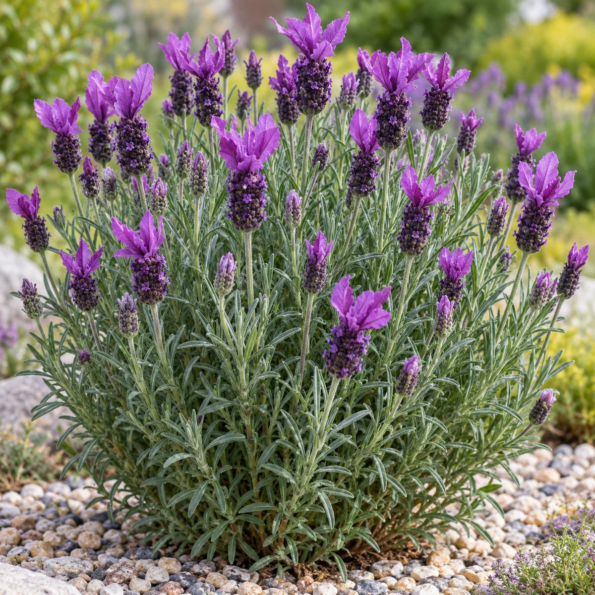 AI-generated illustration of mature Double Anouk Lavender in bloom; not the size supplied.