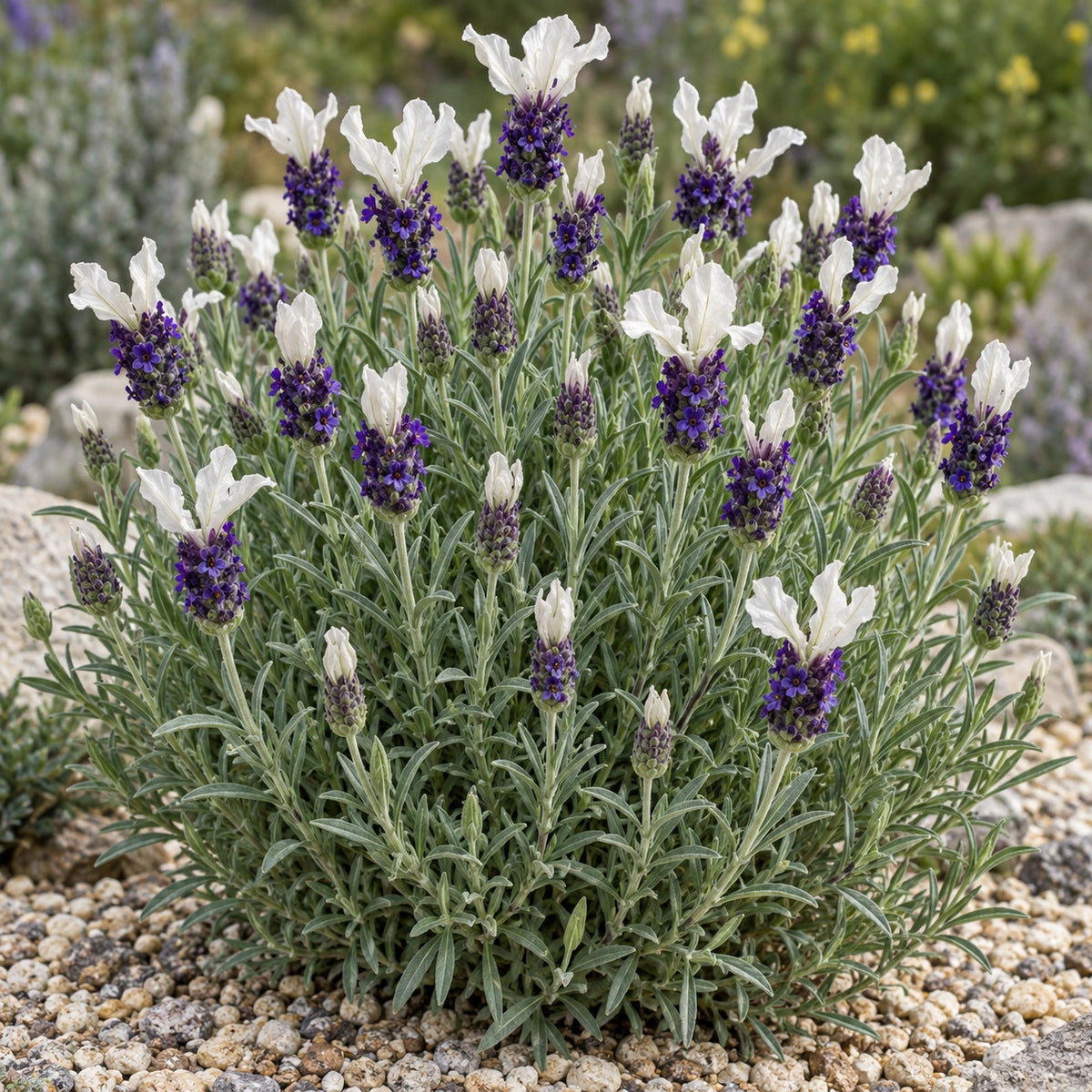 AI-generated illustration of mature Anouk Deluxe 1173 Lavender in bloom; not the size supplied.