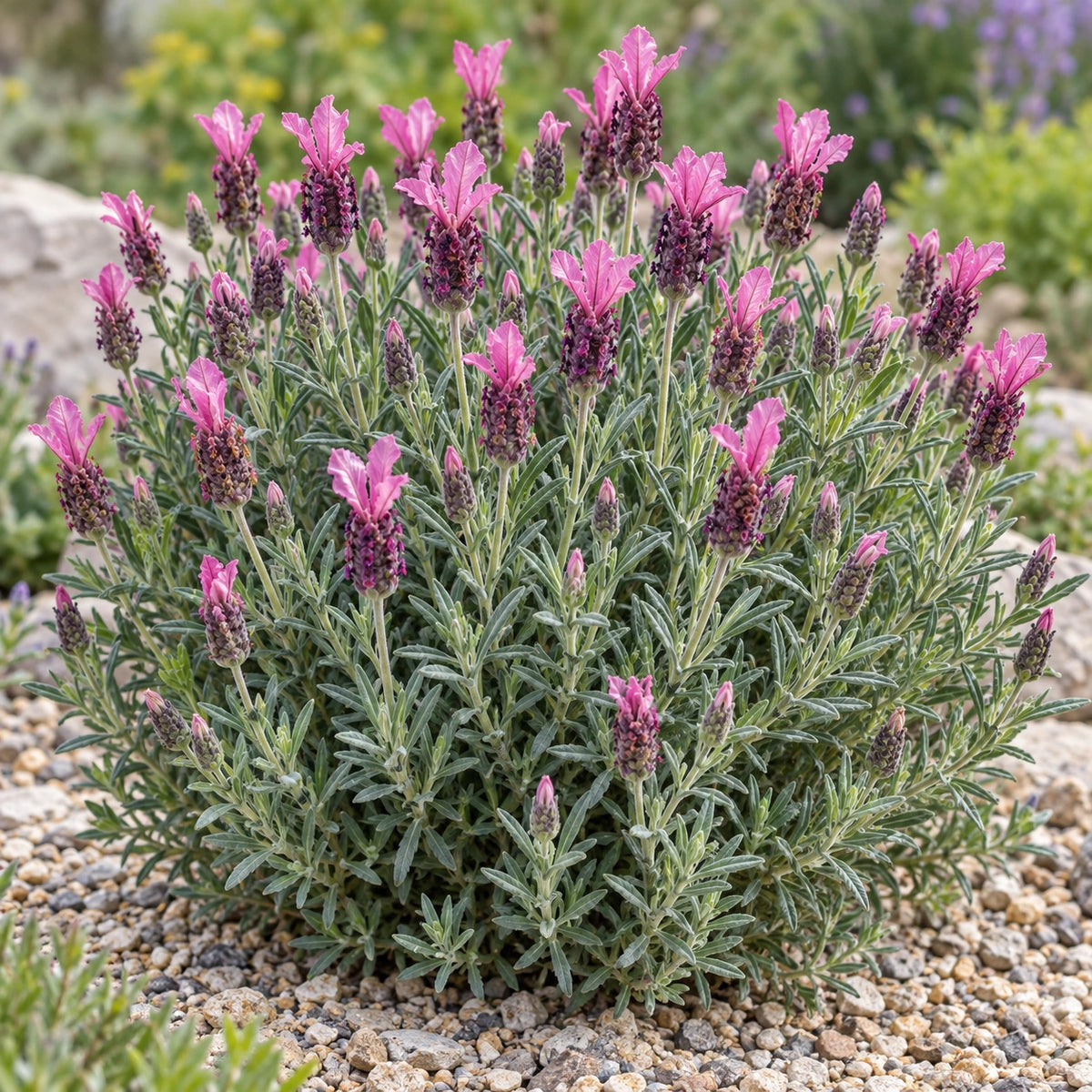 AI-generated illustration of mature Anouk Deep Rose Lavender in bloom; not the size supplied.