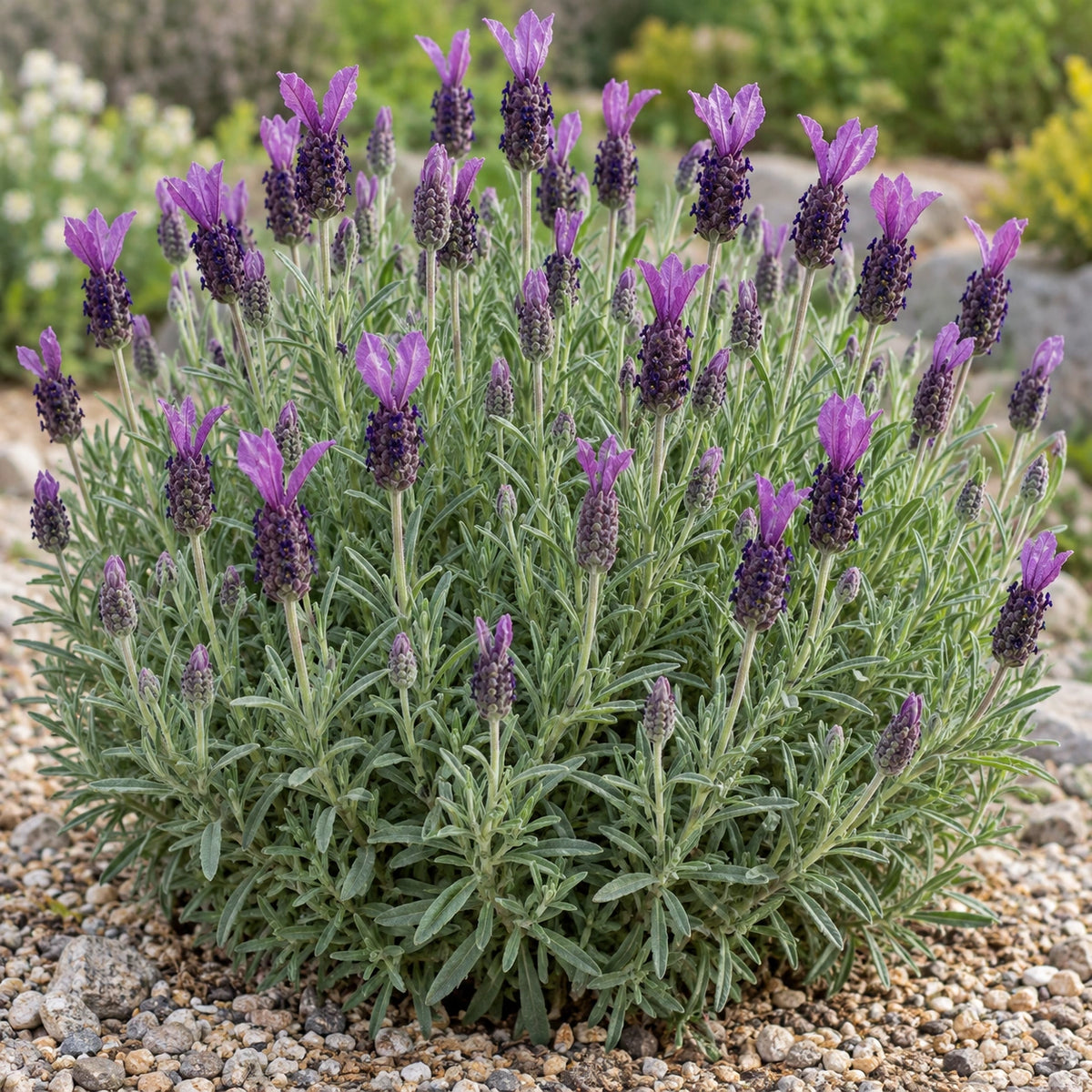 AI-generated illustration of mature Anouk Lavender in bloom; not the size supplied.