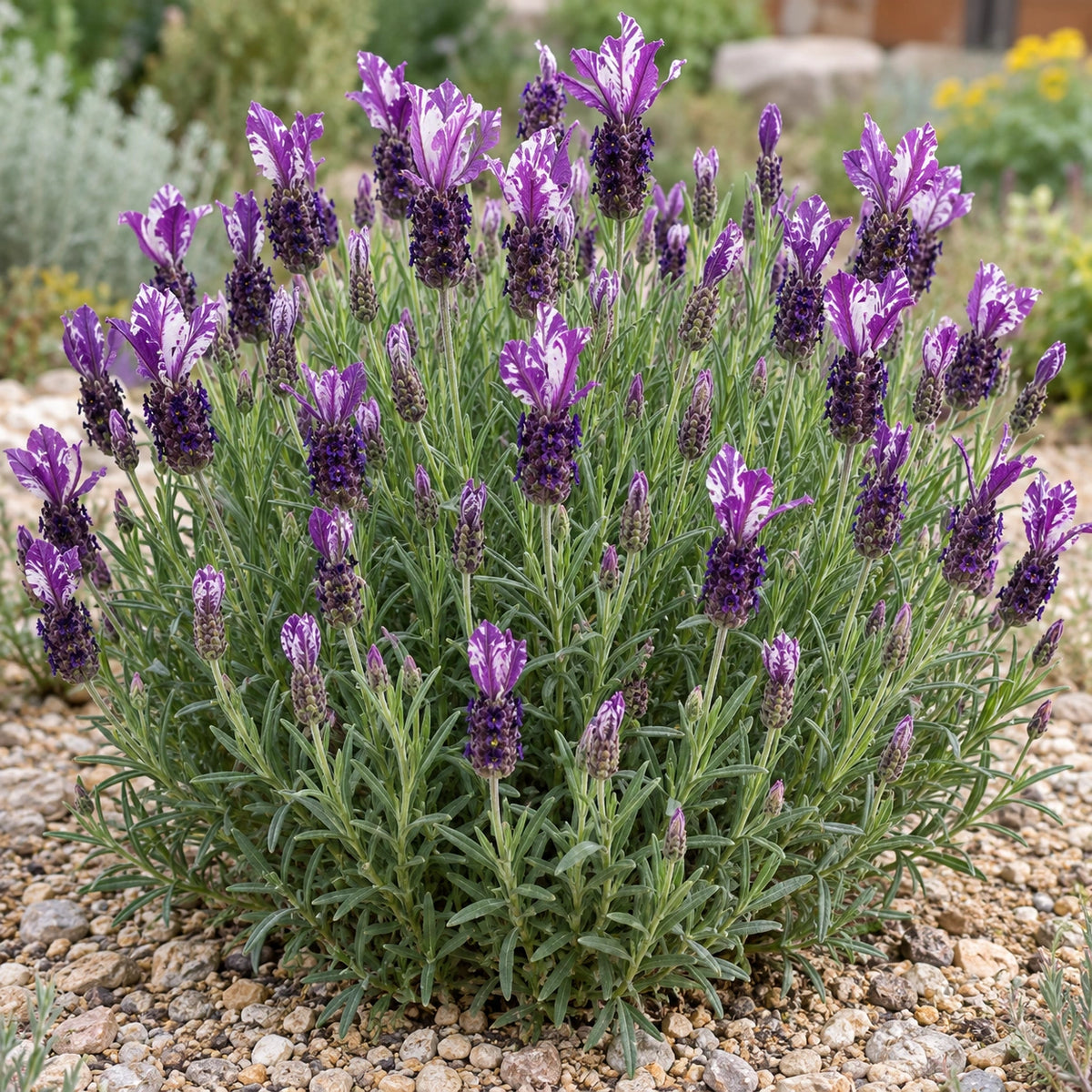 AI-generated illustration of mature TWIN SUMMER Lavender in bloom; not the size supplied.