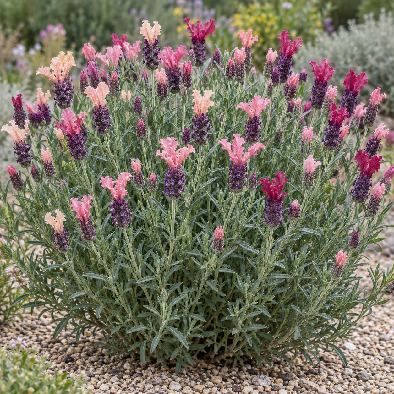 AI-generated illustration of mature Sweetberry Ruffles Lavender in bloom; not the size supplied.