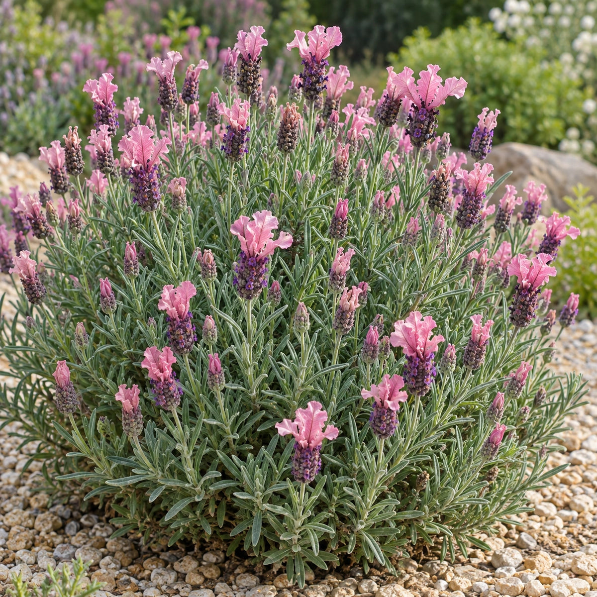 AI-generated illustration of mature Strawberry Ruffles Lavender in bloom; not the size supplied.
