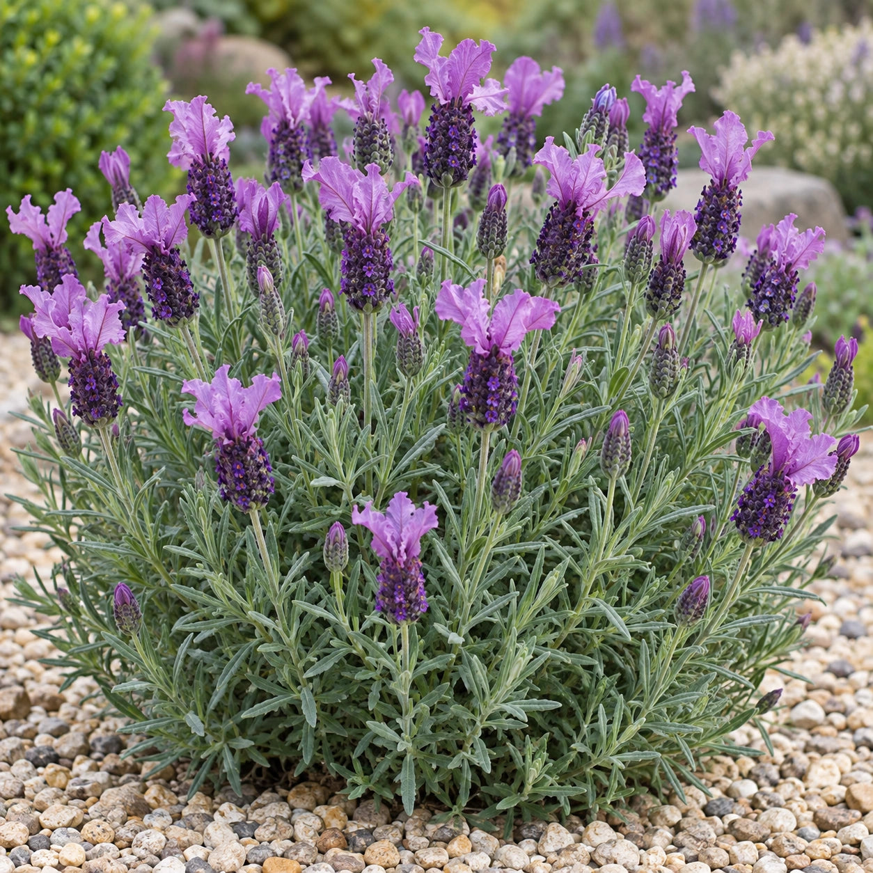 AI-generated illustration of mature ST 18-29 Lavender in bloom; not the size supplied.