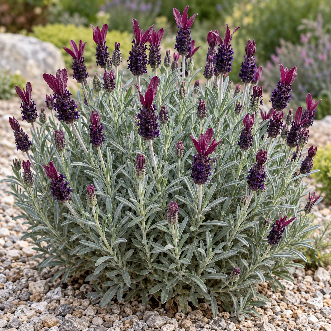 AI-generated illustration of mature Silver Dark Anouk Lavender in bloom; not the size supplied.