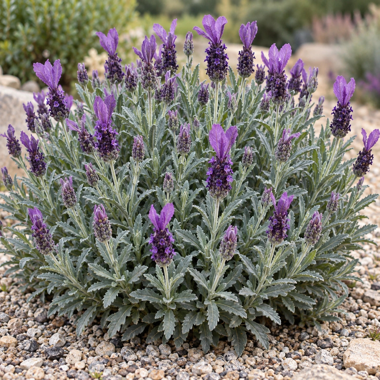 AI-generated illustration of mature RUYLAS1704 Lavender in bloom; not the size supplied.