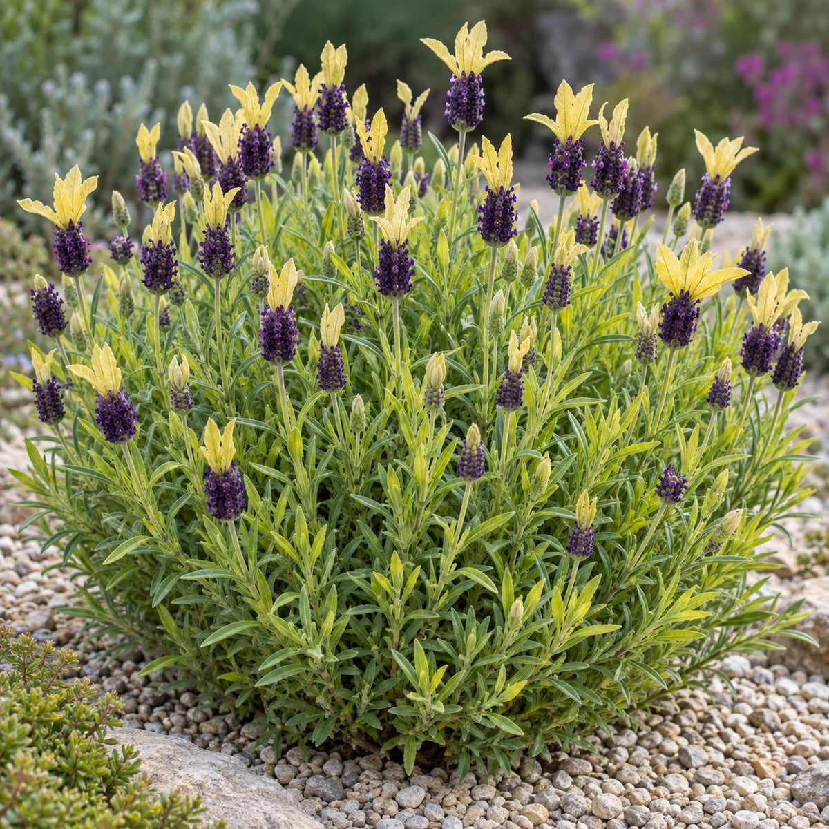 AI-generated illustration of mature Patleigh Lavender in bloom; not the size supplied.