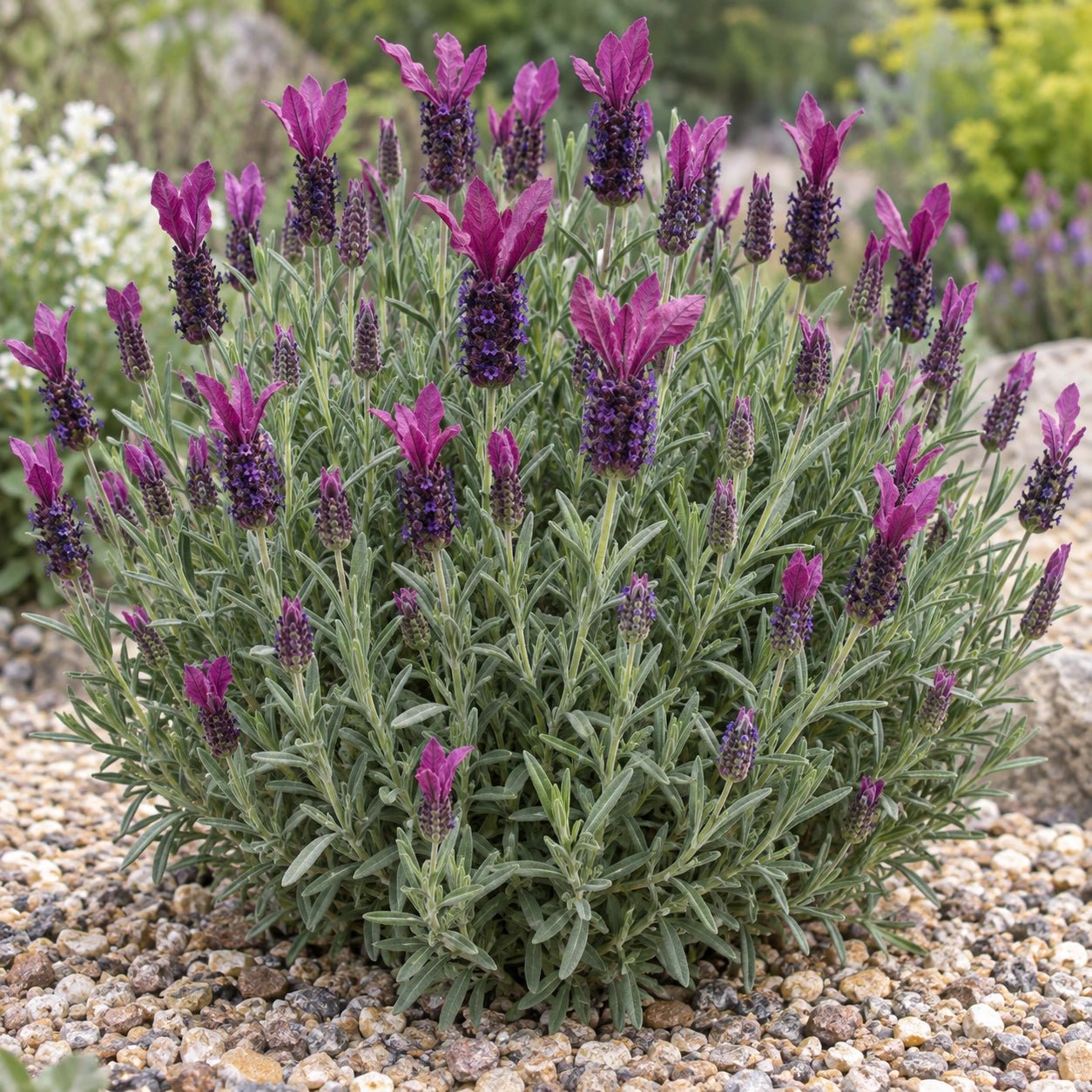 AI-generated illustration of mature LMARO32-0 Lavender in bloom; not the size supplied.