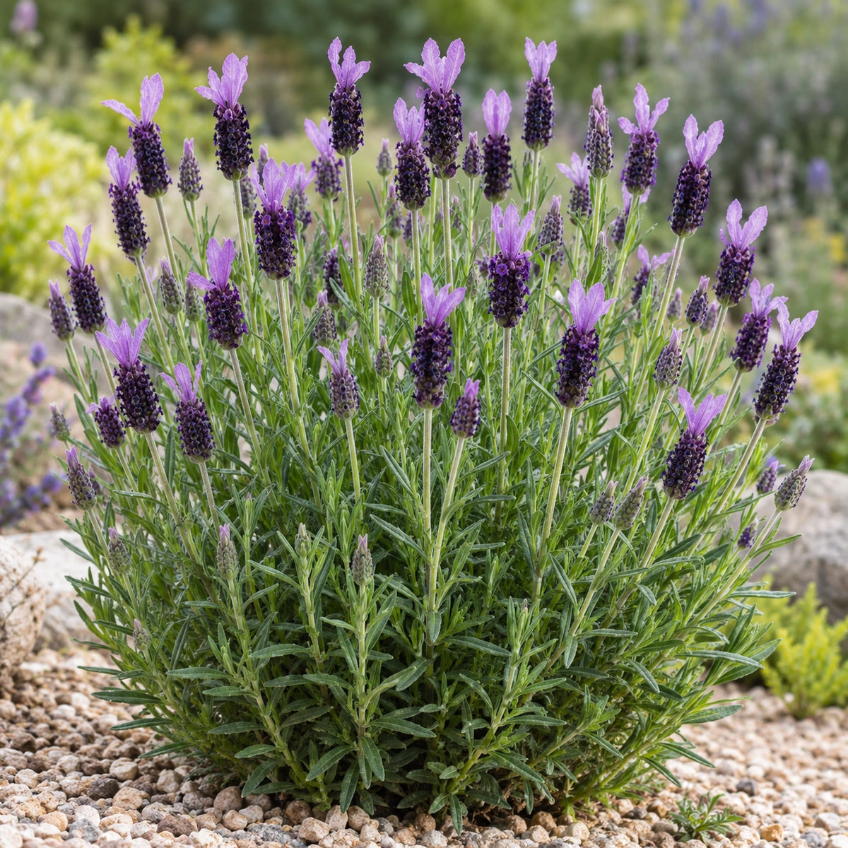 AI-generated illustration of mature LAMPU31-0 Lavender in bloom; not the size supplied.