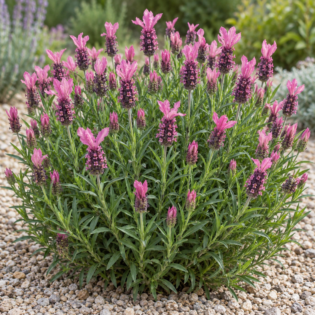 AI-generated illustration of mature LABZ0006 Lavender in bloom; not the size supplied.