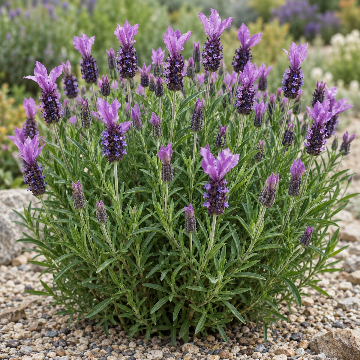 AI-generated illustration of mature LABZ0005 Lavender in bloom; not the size supplied.