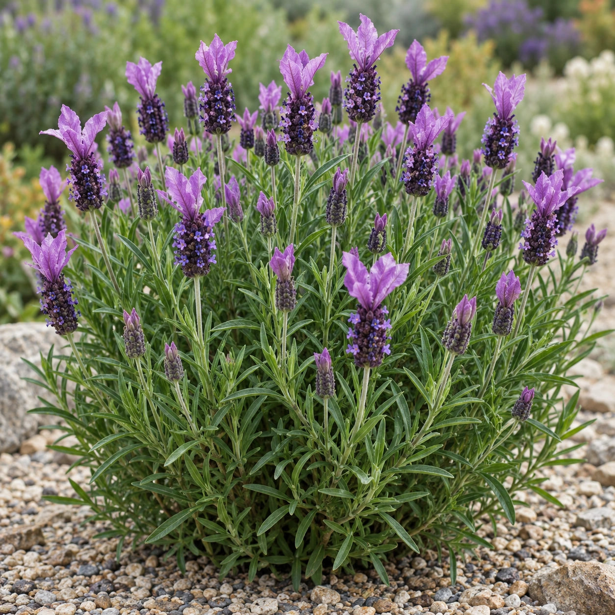 AI-generated illustration of mature LABZ0005 Lavender in bloom; not the size supplied.