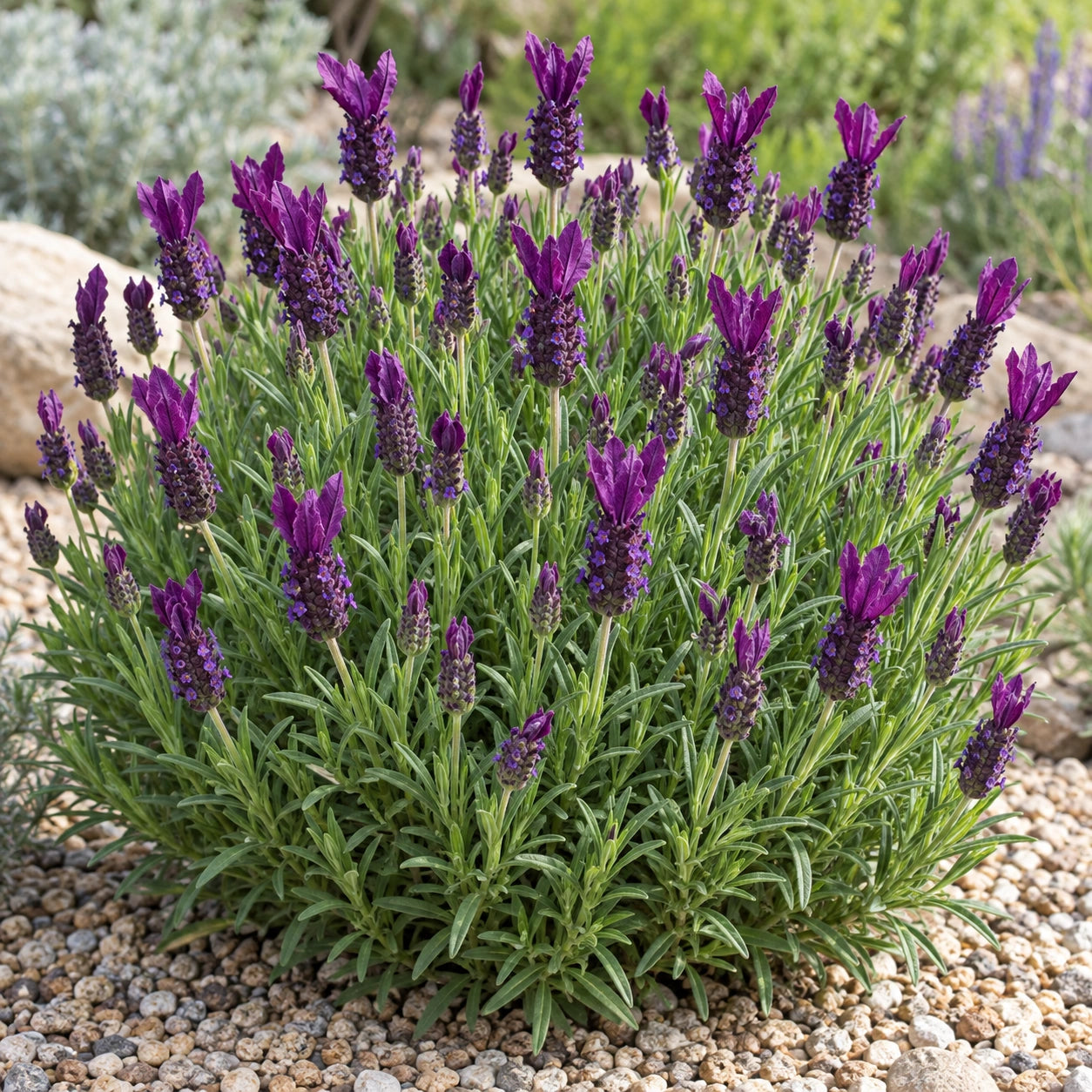 AI-generated illustration of mature LABZ0004 Lavender in bloom; not the size supplied.
