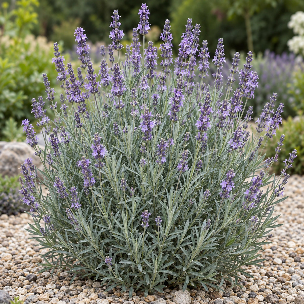 AI-generated illustration of mature LA007 Lavender in bloom; not the size supplied.