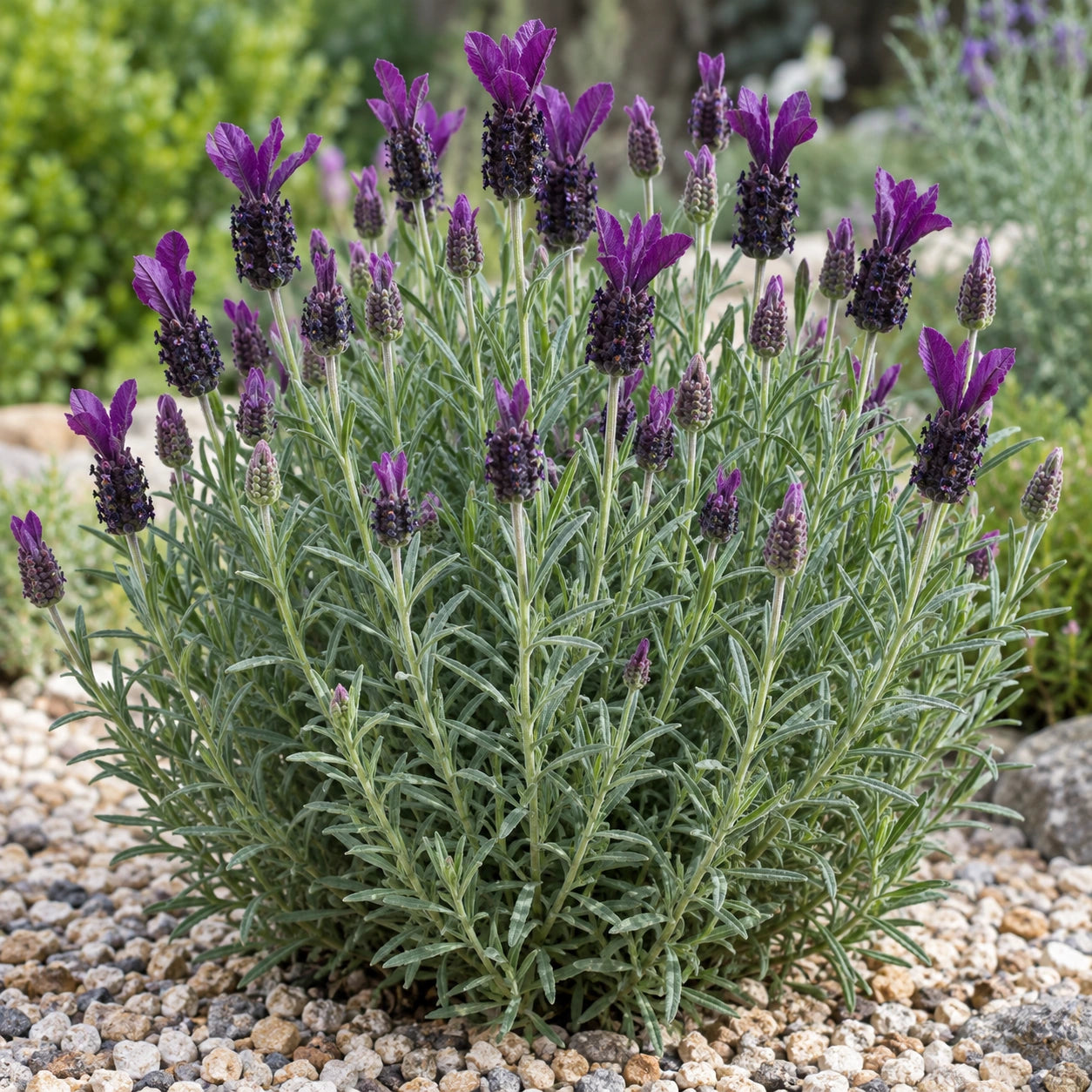 AI-generated illustration of mature LaVela Dark Violet '16 Lavender in bloom; not the size supplied.