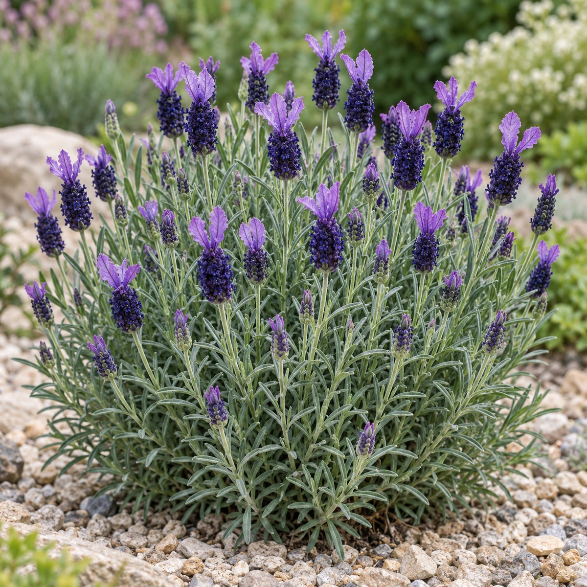 AI-generated illustration of mature Javelin Compact Blue Lavender in bloom; not the size supplied.