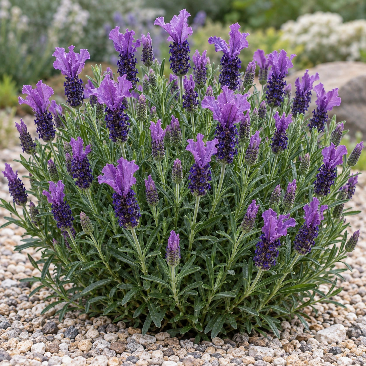AI-generated illustration of mature IBPRU41016 Lavender in bloom; not the size supplied.