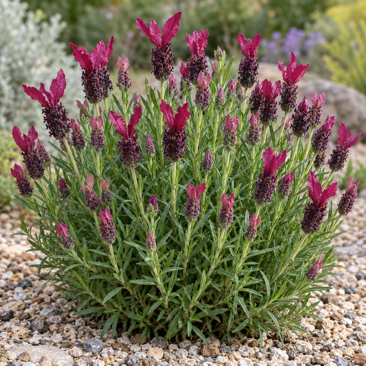 AI-generated illustration of mature IB61024 Lavender in bloom; not the size supplied.