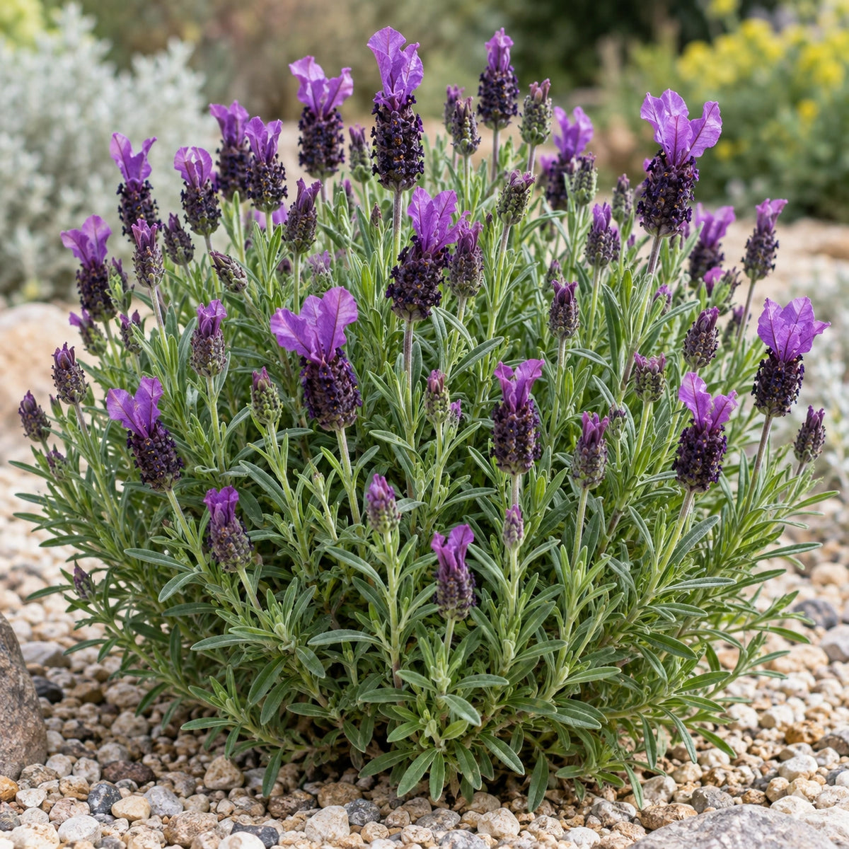 AI-generated illustration of mature IB61016 Lavender in bloom; not the size supplied.