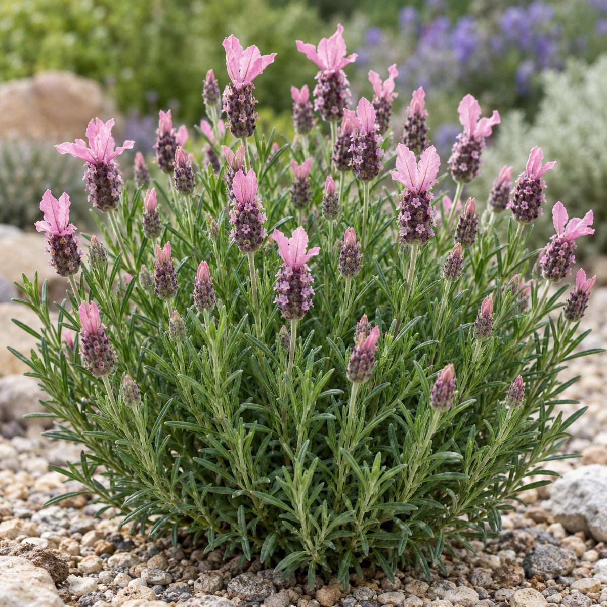 AI-generated illustration of mature IB61003 Lavender in bloom; not the size supplied.