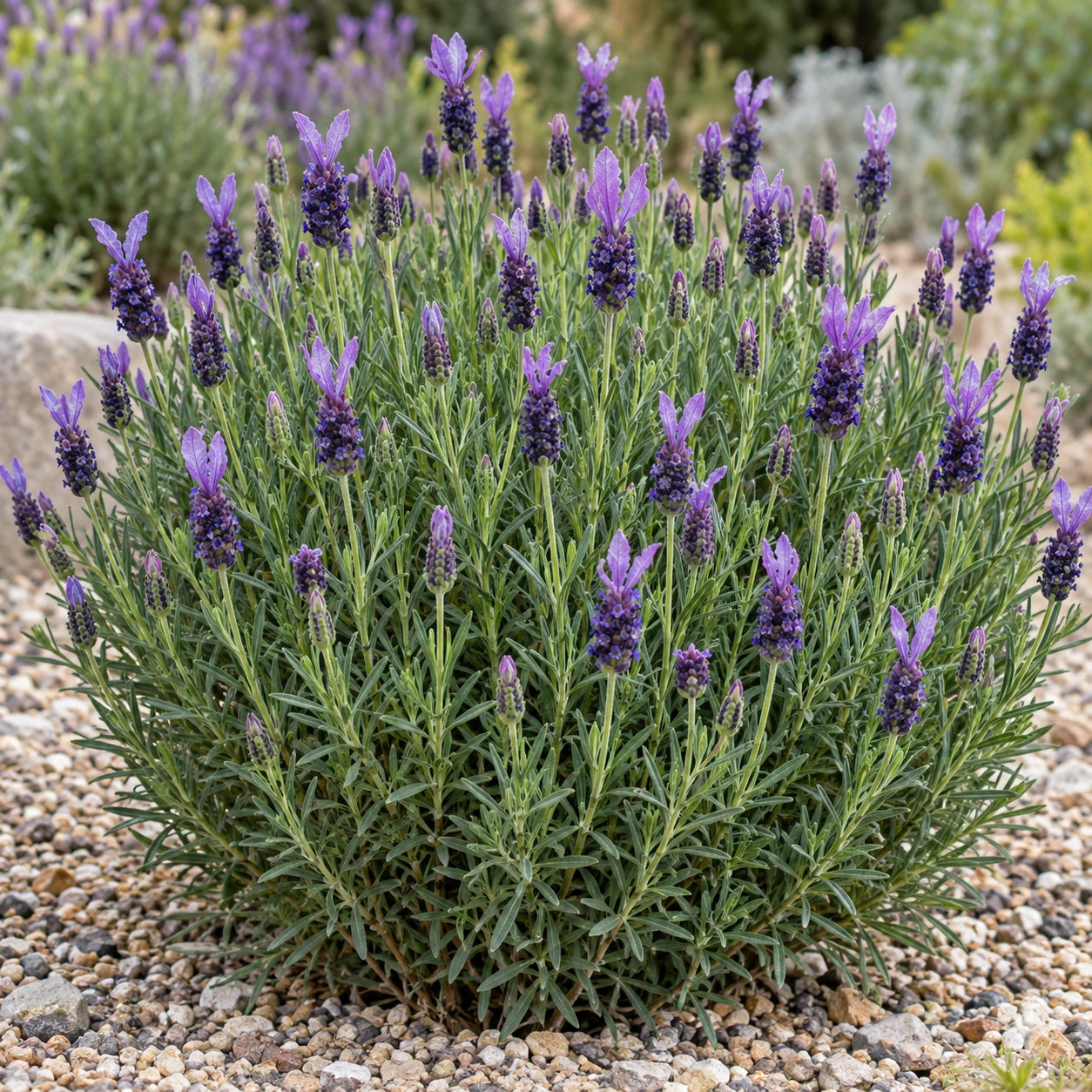 AI-generated illustration of mature Green Summer Lavender in bloom; not the size supplied.