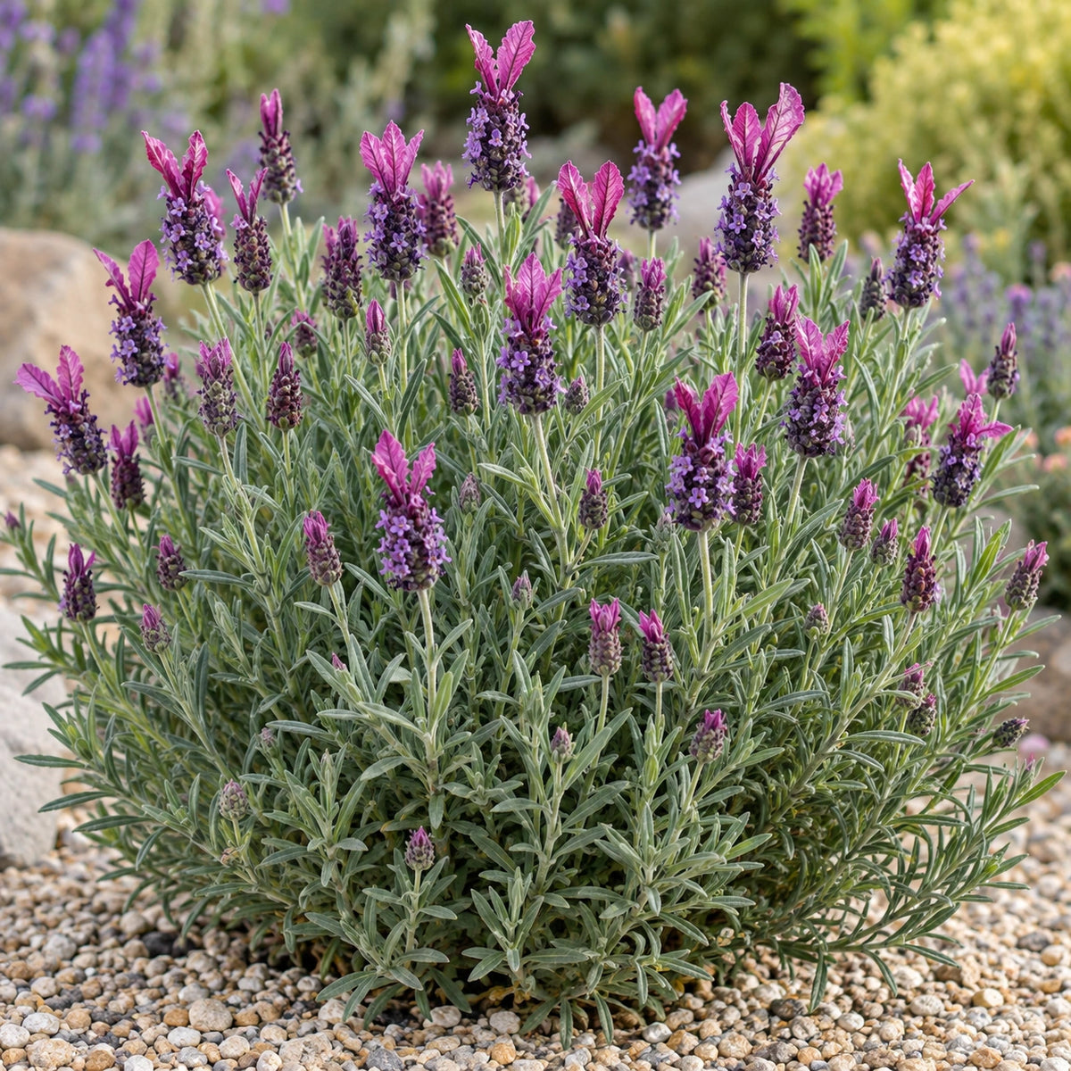 AI-generated illustration of mature FW Radiance Lavender in bloom; not the size supplied.
