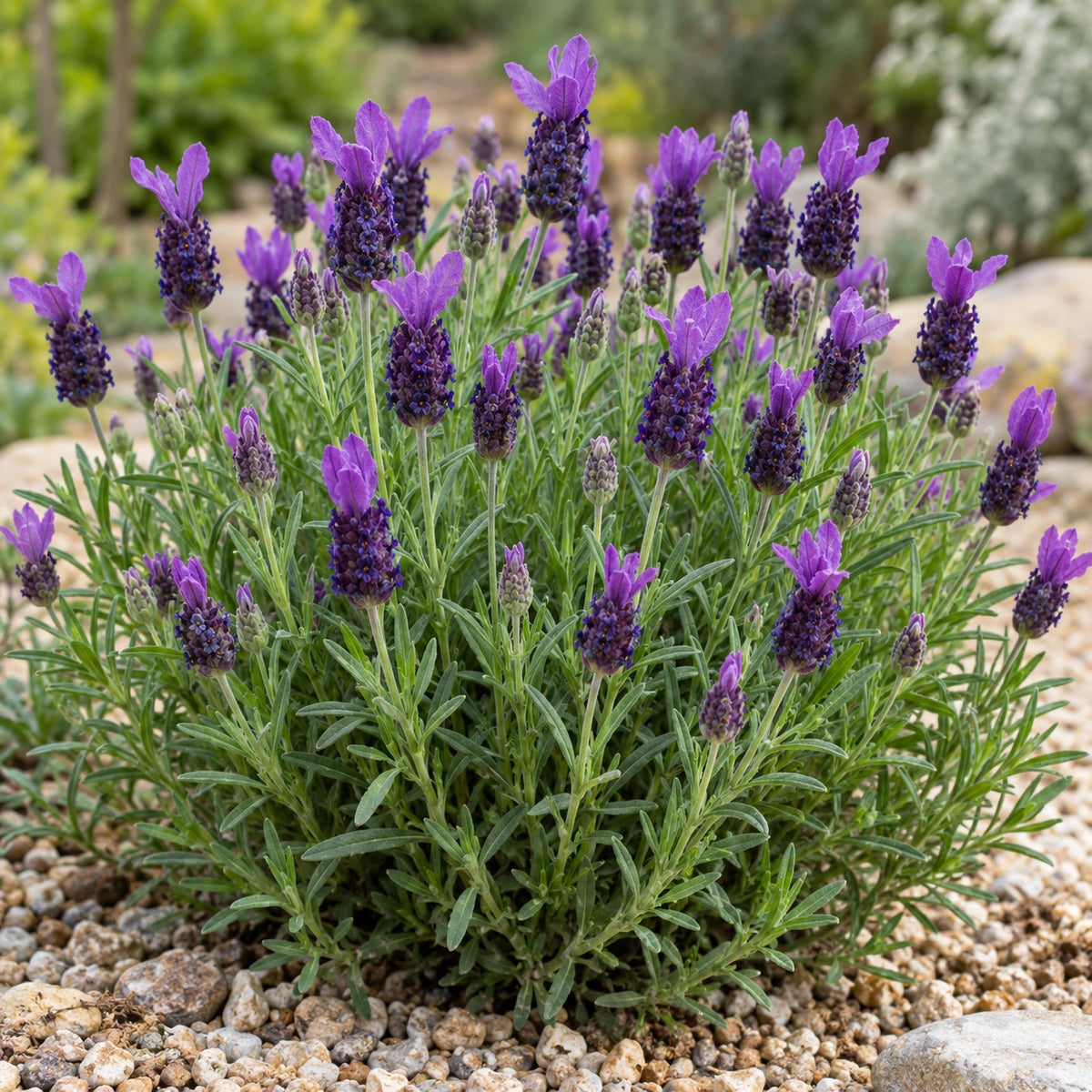 AI-generated illustration of mature Early Summer Lavender in bloom; not the size supplied.