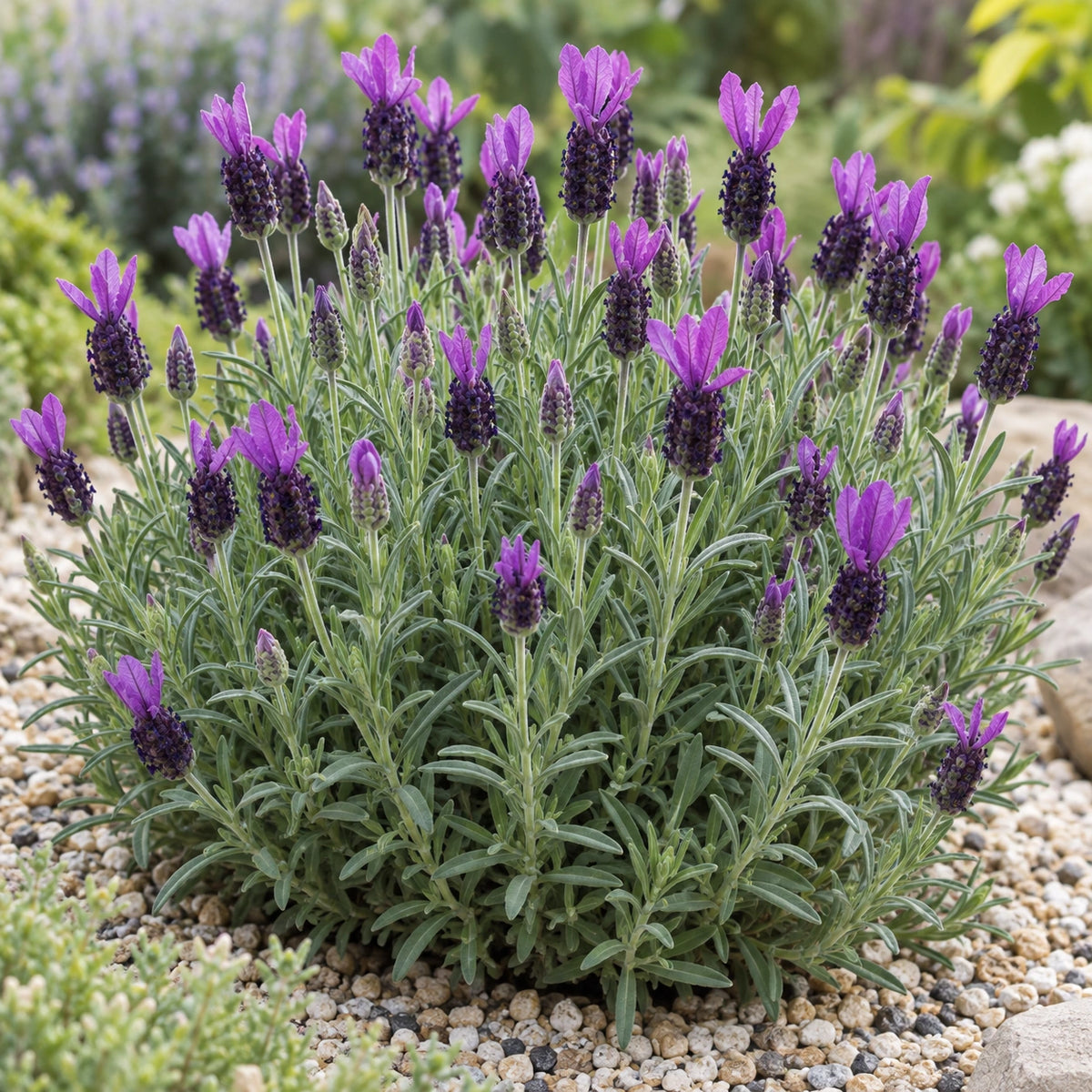 AI-generated illustration of mature Anouk Deluxe 1802 Lavender in bloom; not the size supplied.
