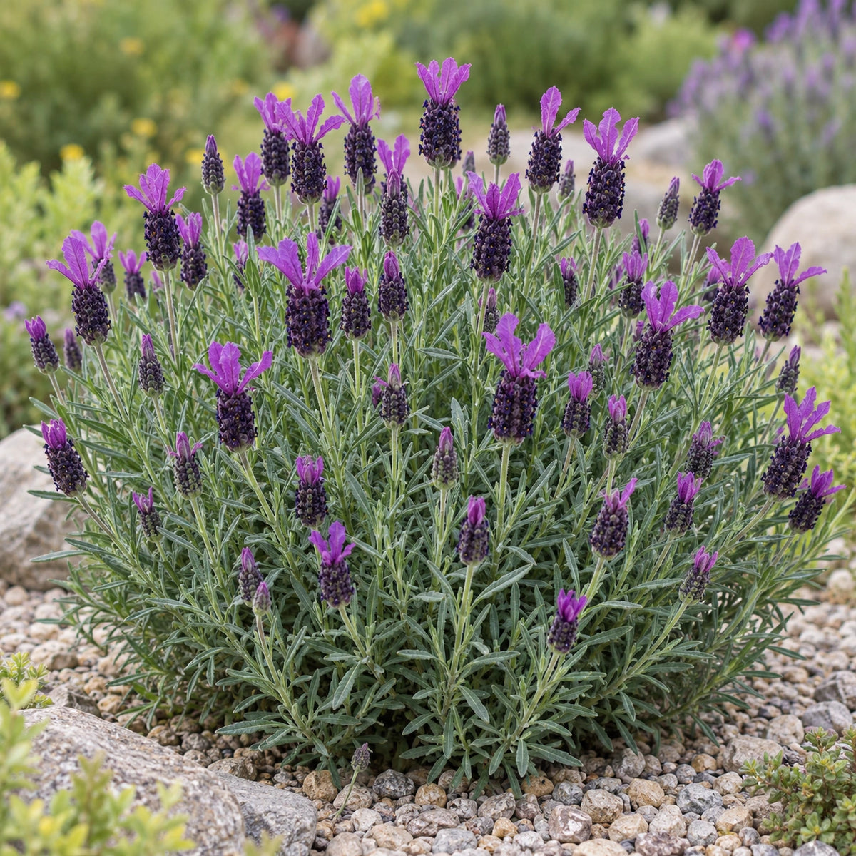 AI-generated illustration of mature Anouk Deluxe 16115 Lavender in bloom; not the size supplied.