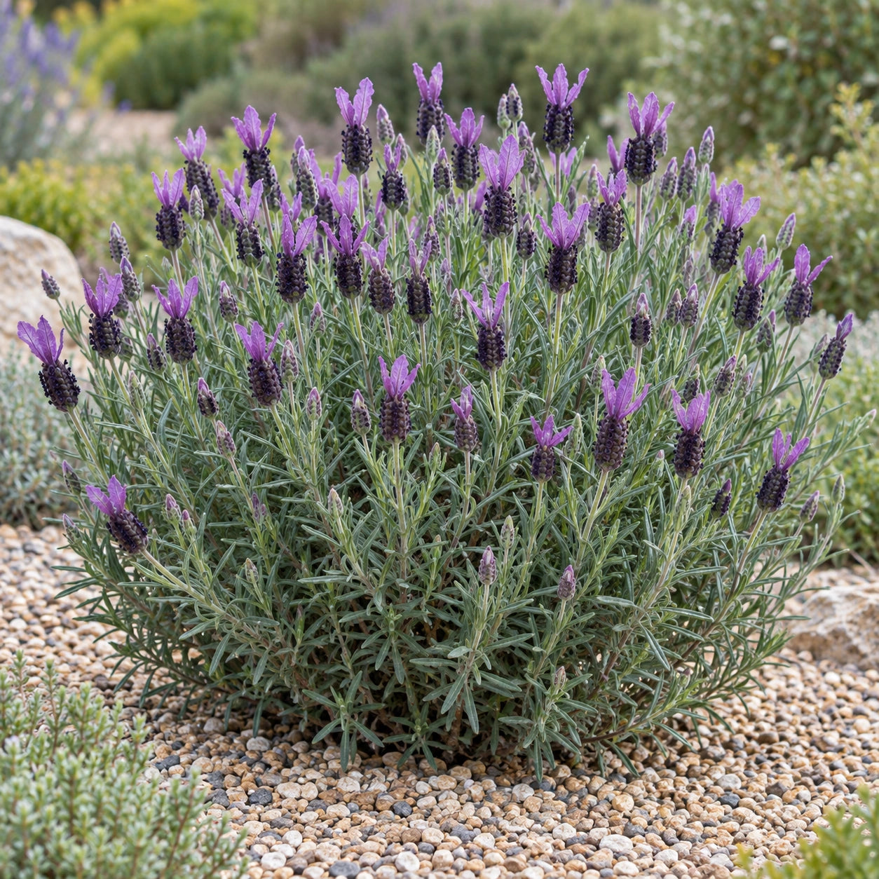 AI-generated illustration of mature AGRI811 Lavender in bloom; not the size supplied.