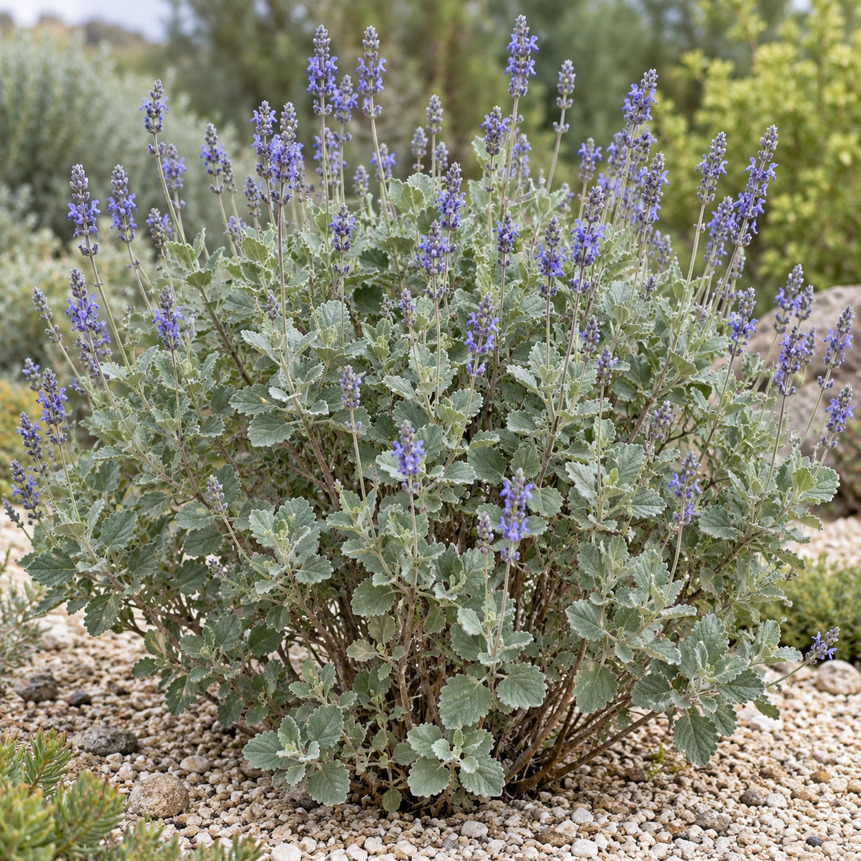 AI-generated illustration of mature Cape Verde Lavender in bloom; not the size supplied.