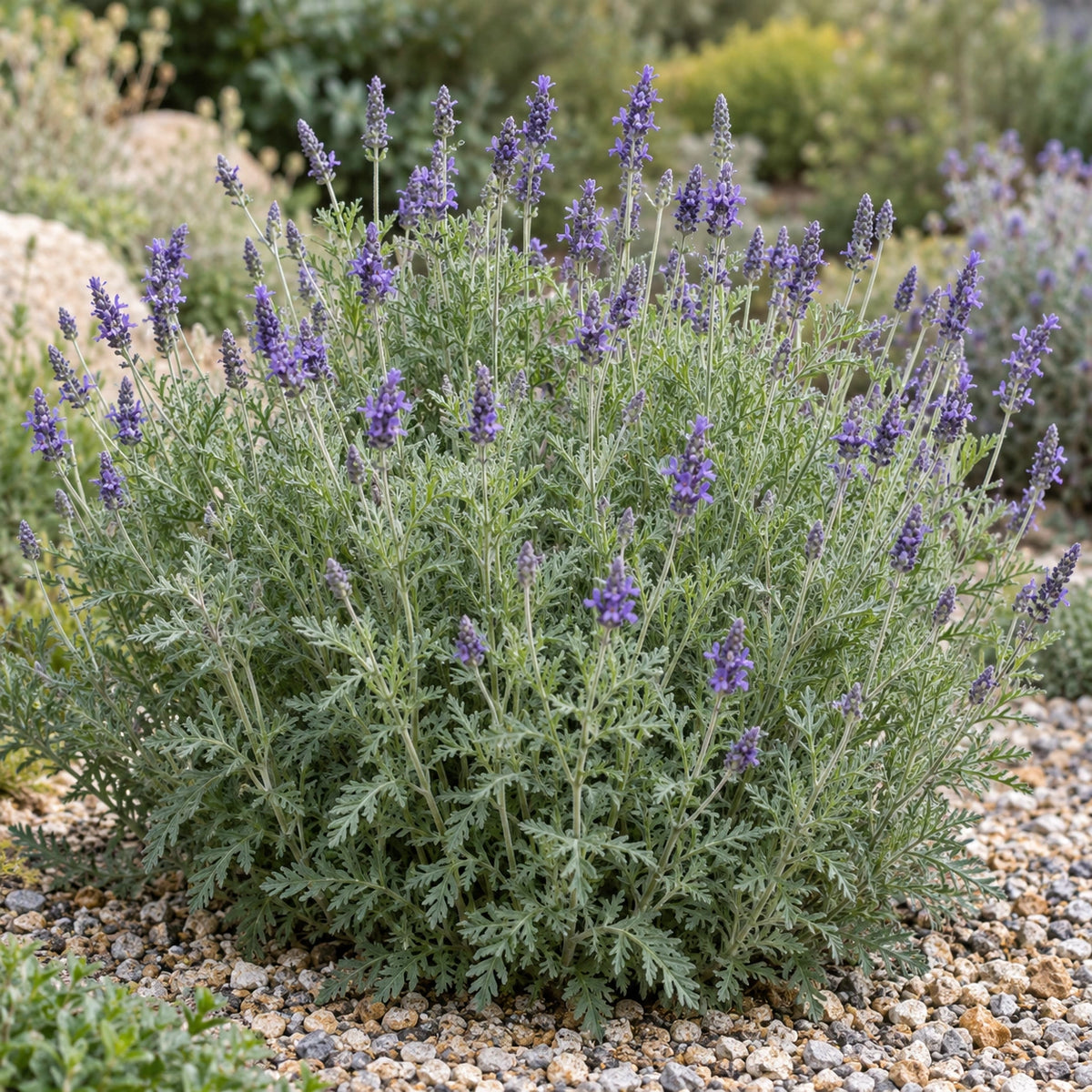 AI-generated illustration of mature Downy Lavender in bloom; not the size supplied.